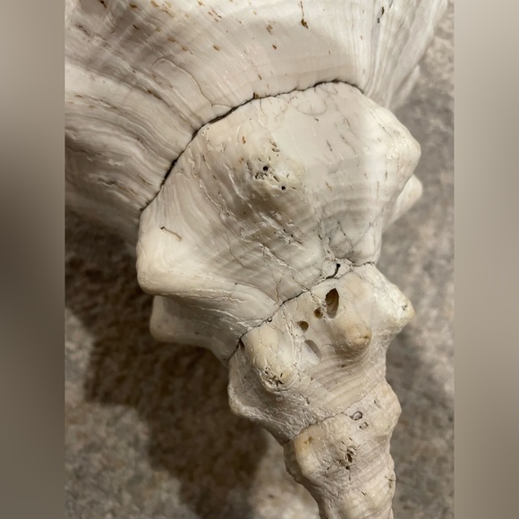 Giant Florida Horse Conch Sea Shell 13-13.5” Collectible - Triplofusus Giganteus - Picture 2 of 6